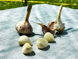 Garlic cloves and a head of garlic on a gray burlap. photo