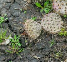 Prickly pear cactus or opuntia humifusa in the garden photo