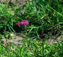 Pink blooming yarrow flowers in the forest. Achillea millefolium Cerise Queen. photo