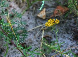 Flowers of Achillea ageratum, also known as sweet yarrow, in the garden. It is a flowering plant in the sunflower family, Asteraceae. photo