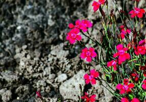 Dianthus deltoides brilliant red or carnation flowers with green photo