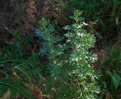 Wormwood or Artemisia absinthium L on a blurred background photo