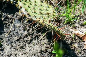 Prickly pear cactus or opuntia humifusa in the garden photo