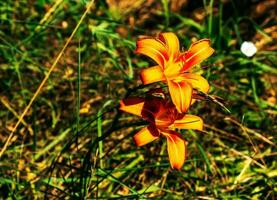 Hemerocallis fulva or the orange day-lily. Corn lily flowering in the garden. Close up. Detail. photo