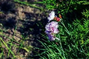 de cerca de grupo de brillante rosado flores común rosa, jardín rosado o salvaje rosado o dianthus plumario con simétrico pétalos con flecos márgenes en jardín. floral antecedentes foto