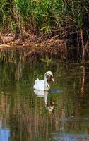 A beautiful white swan swims in the water. Behavior of a wild bird in nature. Animal wildlife wallpaper background. photo