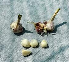 Garlic cloves and a head of garlic on a gray burlap. photo