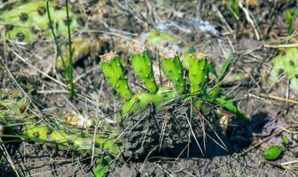 espinoso Pera cactus o Opuntia humifusa en el jardín foto