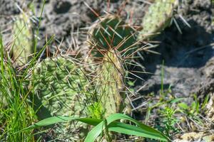 espinoso Pera cactus o Opuntia humifusa en el jardín foto