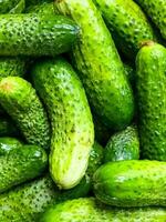 Background of fresh green cucumbers. Diet food. Preparation of cucumbers for preservation. photo