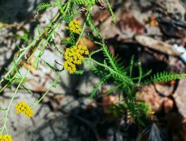 Flowers of Achillea ageratum, also known as sweet yarrow, in the garden. It is a flowering plant in the sunflower family, Asteraceae. photo