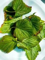 Background of fresh green blackcurrant leaves. Black currant leaves are used as a seasoning for preserving vegetables. photo