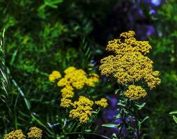 Blooming yellow yarrows, scientific name Achillea arabica photo