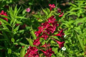 Pink delicate weigela flowers in the spring garden photo