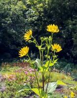 Silphium perfoliatum, the cup plant or cup-plant, is a species of flowering plant in the family Asteraceae, energy crop, silage, biomass photo