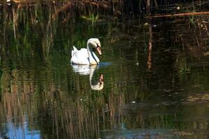 A beautiful white swan swims in the water. Behavior of a wild bird in nature. Animal wildlife wallpaper background. photo