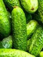 Background of fresh green cucumbers. Diet food. Preparation of cucumbers for preservation. photo