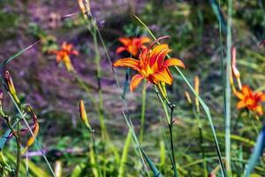 Hemerocallis fulva or the orange day-lily. Corn lily flowering in the garden. Close up. Detail. photo