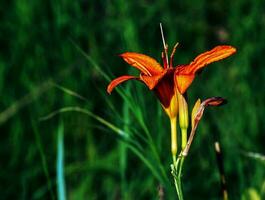 Hemerocallis fulva or the orange day-lily. Corn lily flowering in the garden. Close up. Detail. photo