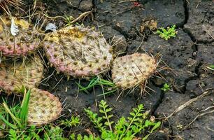 Prickly pear cactus or opuntia humifusa in the garden photo