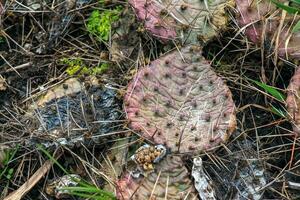 espinoso Pera cactus o Opuntia humifusa en el jardín foto
