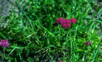 rosado floreciente milenrama flores en el bosque. achillea millefolium cereza reina. foto