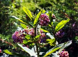 asclepias siriaca . algodoncillo americano es un género de herbáceo, perenne, floración plantas conocido como algodoncillo foto