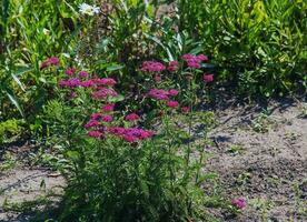 rosado floreciente milenrama flores en el bosque. achillea millefolium cereza reina. foto