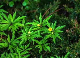 anémona ranunculoides crece y floraciones en el jardín en primavera foto