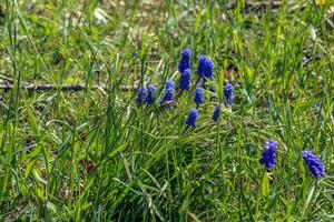 uva jacinto o muscari neglectum es un perenne bulboso planta. muscari son perenne bulboso plantas nativo a euroasia foto