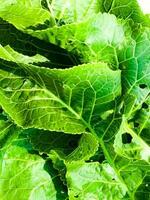 Horseradish leaves close up top view. Toned background of green horseradish leaves. Horseradish leaves are used as a seasoning for the preservation of cucumbers. photo