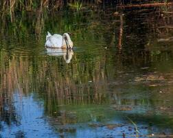 A beautiful white swan swims in the water. Behavior of a wild bird in nature. Animal wildlife wallpaper background. photo