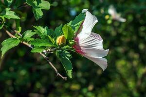 Hibiscus syriacus beautiful white flowers with burgundy eye photo