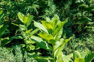 Asclepias syriaca . Milkweed American is a genus of herbaceous, perennial, flowering plants known as milkweeds photo
