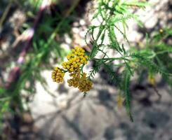 Flowers of Achillea ageratum, also known as sweet yarrow, in the garden. It is a flowering plant in the sunflower family, Asteraceae. photo