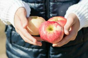 maduro manzanas en para niños manos en un soleado otoño día al aire libre. estacional cosecha. vegetariano dieta y desintoxicación foto