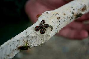 a group of black ladybugs and a bug on a white branch photo