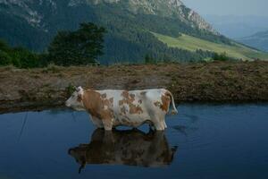 Cow immersed in the lake photo