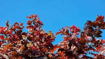 The top of a reddened viburnum bush in autumn against the background of a clear blue sky, red leaves and ripe berries. video