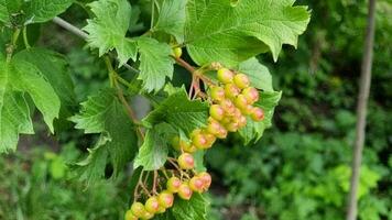 Green ripening viburnum berries on a bush close-up. video