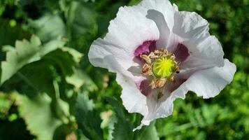 floreciente púrpura amapola de cerca, parte superior vista. pistilos y estambres un ligero brisa se balancea el pétalos de el planta. video