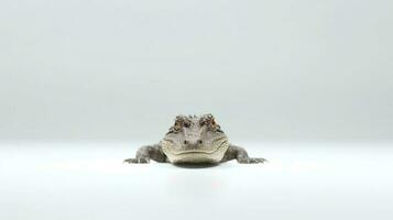foto de un caimán en blanco antecedentes. generativo ai