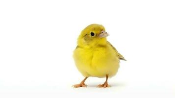 Photo of a canary bird on white background. Generative AI