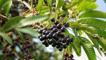 acai bayas en el árbol en un natural granja foto