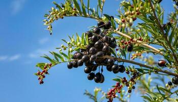 Acai berries on the tree with blue sky background photo