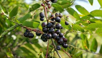 Acai berries on the tree on a natural farm photo