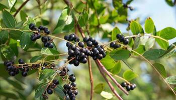 Acai berries on the tree on a natural farm photo