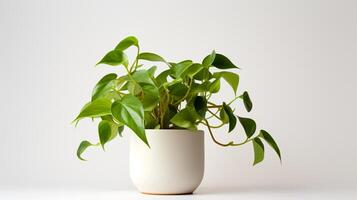 Photo of Epipremnum aureum in minimalist pot as houseplant for home decoration isolated on white background.