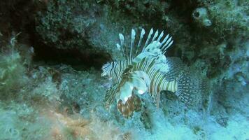 peixe-Leão dentro Está natural meio Ambiente dentro embaixo da agua mar video