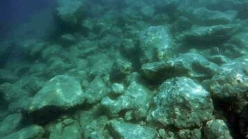 submarino de un cubierto de musgo mar con microscópico animales plancton y pequeño peces en natural ecosistema video